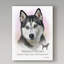 « sibérie husky », reproduction d’impression sur toile tendue-26859974