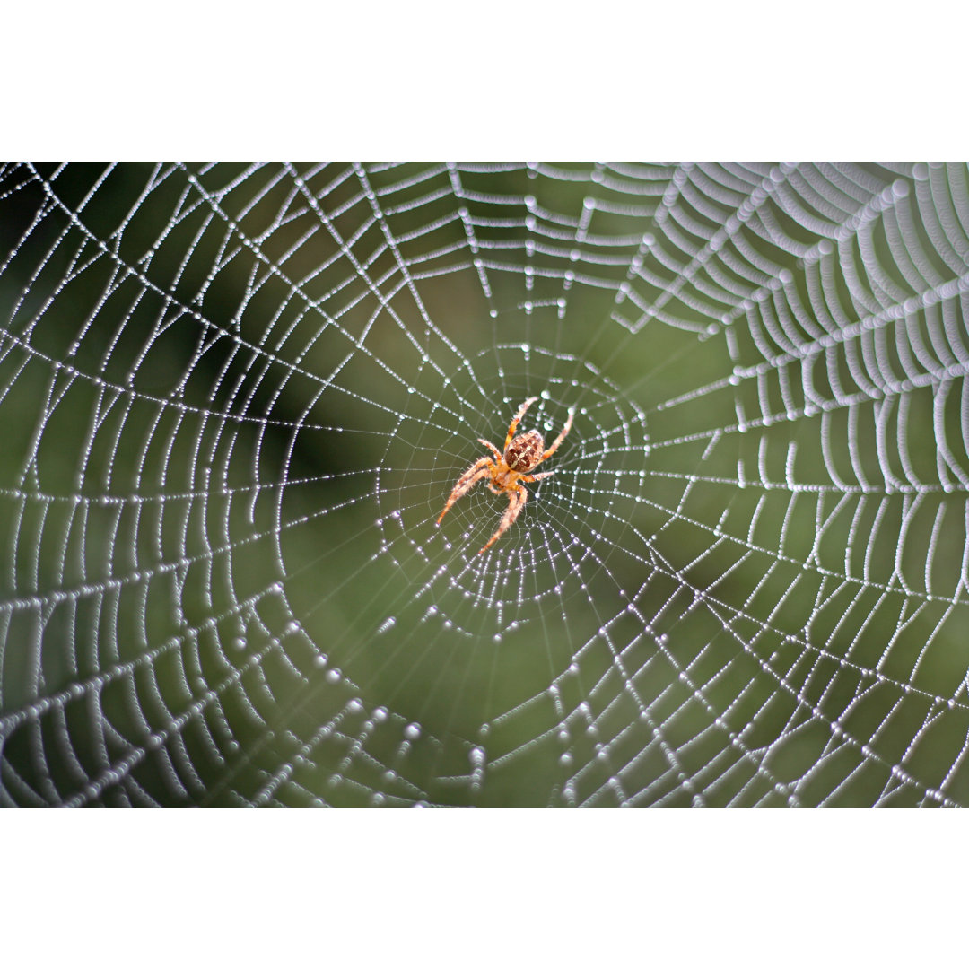 Spider In A Dew Covered Web von BruceBlock - No Frame Set auf Leinwand