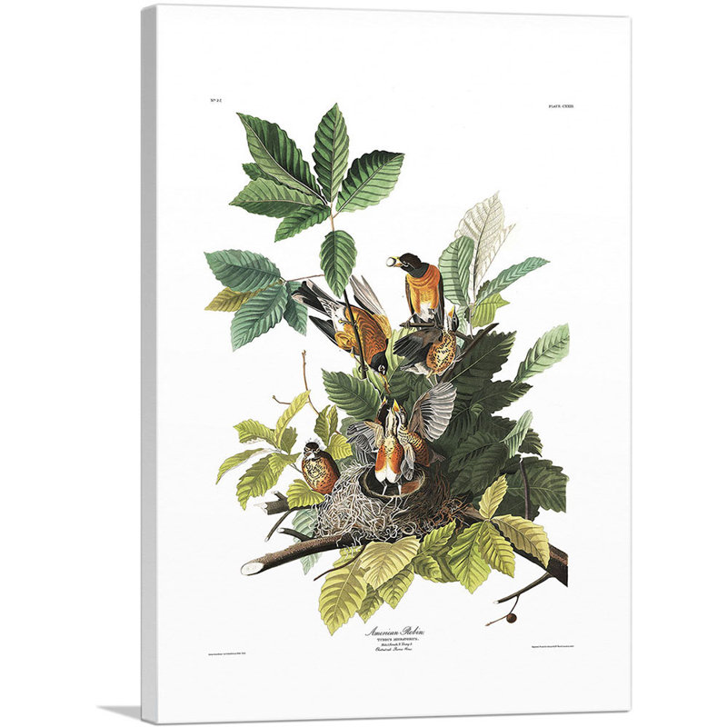 «American Robin» par James Audubon, reproduction d'art sur toile tendue, H 18 po x l 12 po x P 0,75 po