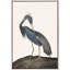 Impression sur toile encadrée «Great Heron II»