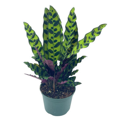 Rattlesnake Calathea Lancifolia 6 Inch Pot Huge