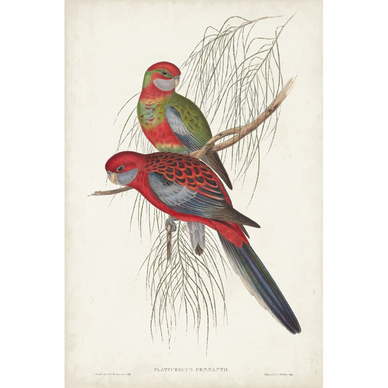 Tropical Parrots III by John Gould - Painting, 76 cm H x 51 cm W, Wrapped Canvas