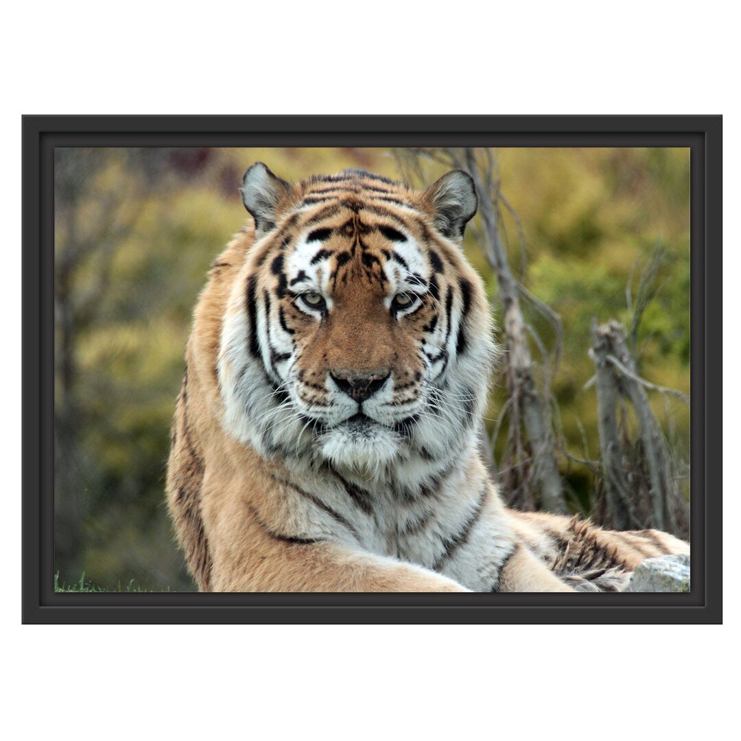 Gerahmter Fotodruck Beautiful Tiger in a Meadow