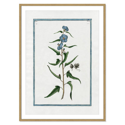 Colombe "Shabby Elegance Botanical I" Print