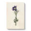 Illustration of a Purple Pasqueflower - Wrapped Canvas-55360003