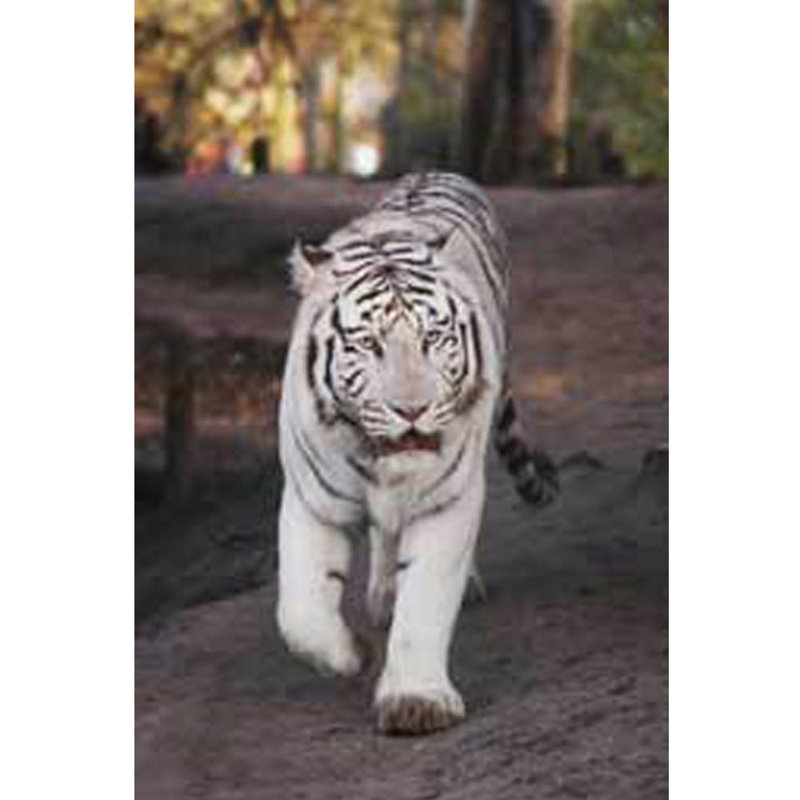 Affiche brillante tigre blanc, H 16 po x l 24 po
