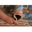 Tapis Garden Design 6 x 9