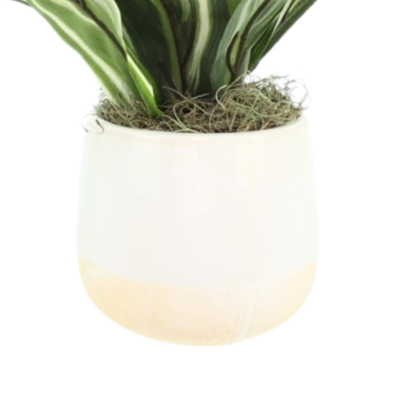 Variegated Cordyline Plant