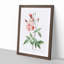 Pink Blush China Rose by Pierre-Joseph Redoute - Picture Frame Painting Print-55583704-55583705