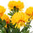 Mum Arrangement-1318184531