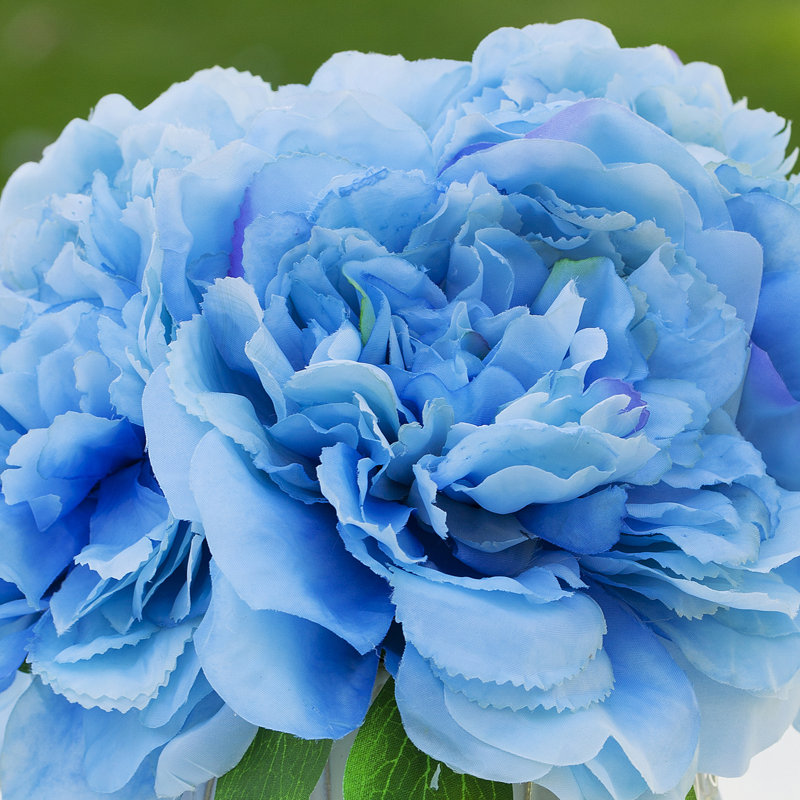 Arrangements floraux d'hortensias en pot, Bleu