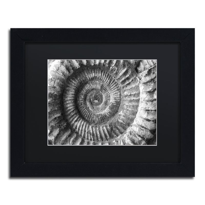 « amonita 2 » par moises, reproduction de photo encadrée, H 11 po x l 14 po x P 0,5 po, Noir