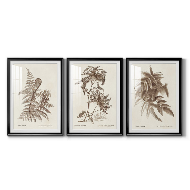 Sépia fougères variété I, reproduction encadrée de qualité supérieure - prête à être accrochée, Cadre noir, Blanc