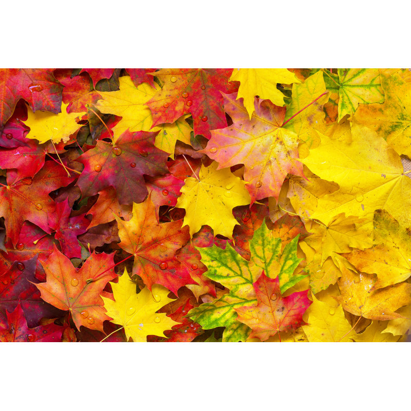Autumn Leaves. by Proslgn - Wrapped Canvas Print, 51cm H x 76cm W