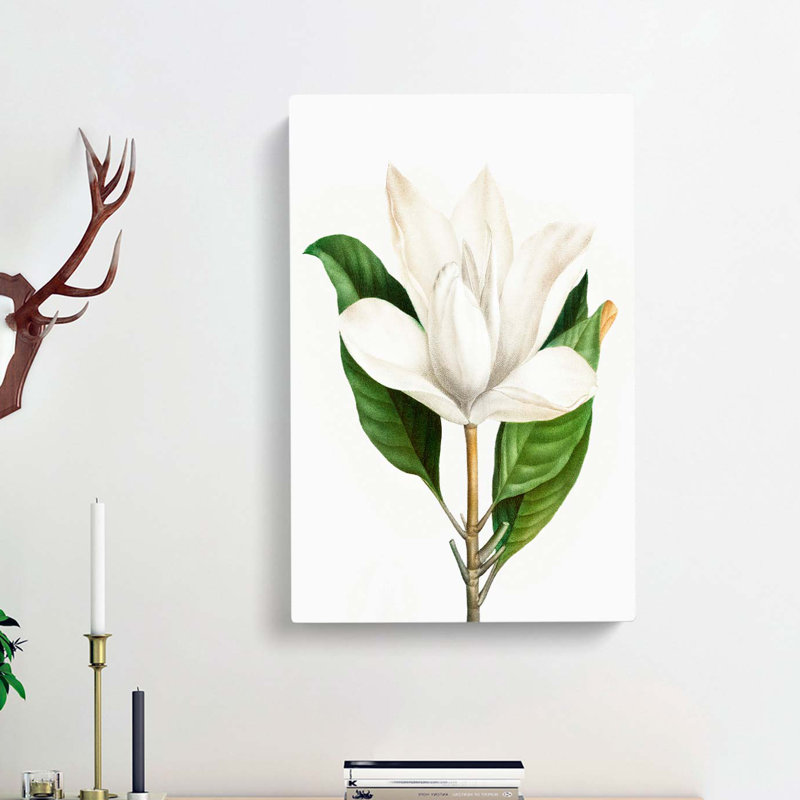 White Southern Magnolia Flower by Pierre-Joseph Redoute - Wrapped Canvas, 50cm H x 35cm W x 3cm D