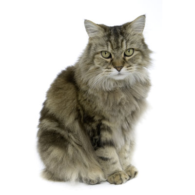 Ragamuffin - Wrapped Canvas Print