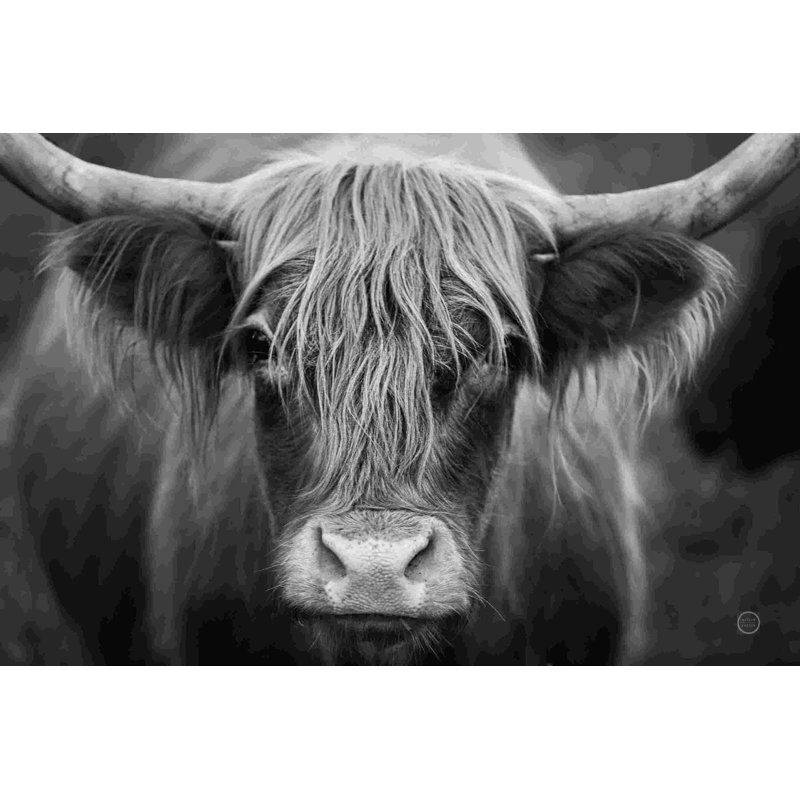 Nez de vache BW, H 8 po x l 12 po, Non, Toile tendue