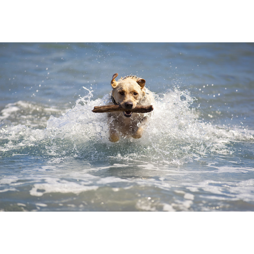 Leinwandbild Labradorhund im Meer