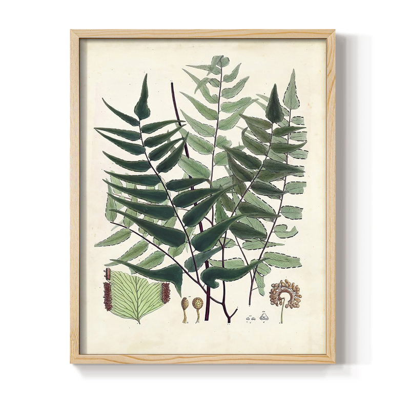 Collection de fougères rassemblées, reproduction encadrée - bois massif, H 11 po x l 9 po
