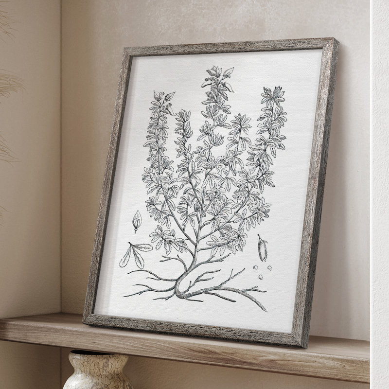 «B&W Plant Speciment», reproduction encadrée - bois massif, H 30 po x l 24 po