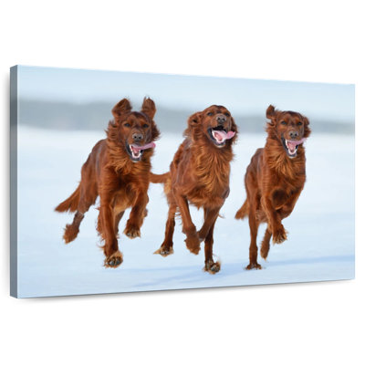 Running Irish Setters