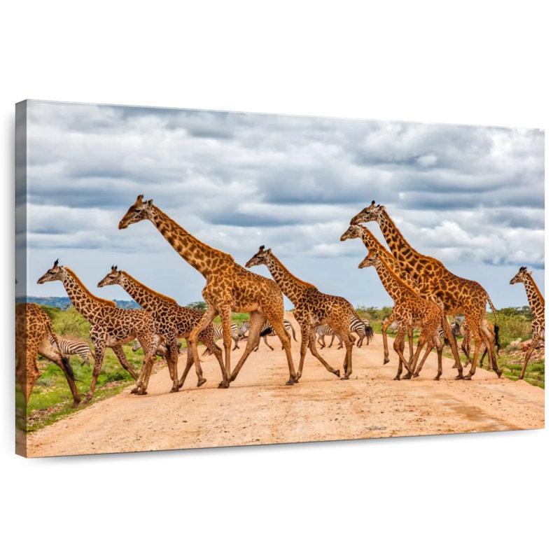 Brampt Giraffes Safari Animals