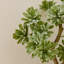 38cm Plant