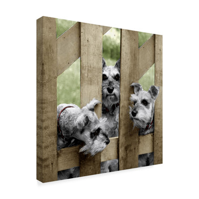 «Schnauzers» par Vilho, reproduction de photo sur toile tendue