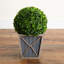 18 plantes