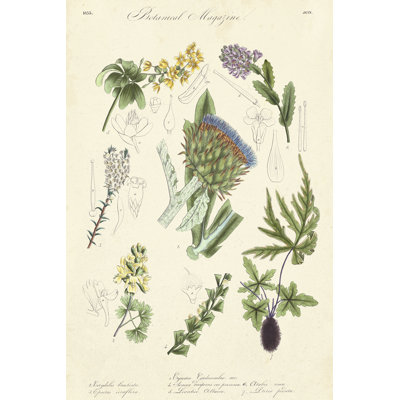 Botanical Register I - Wrapped Canvas Print