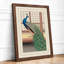 Peacock In Repose Art Deco - Print-1365898645-1365898650