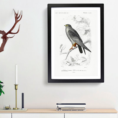 Bird Illustration PL. 25 by Charles D' Orbigny - Single Picture Frame Painting