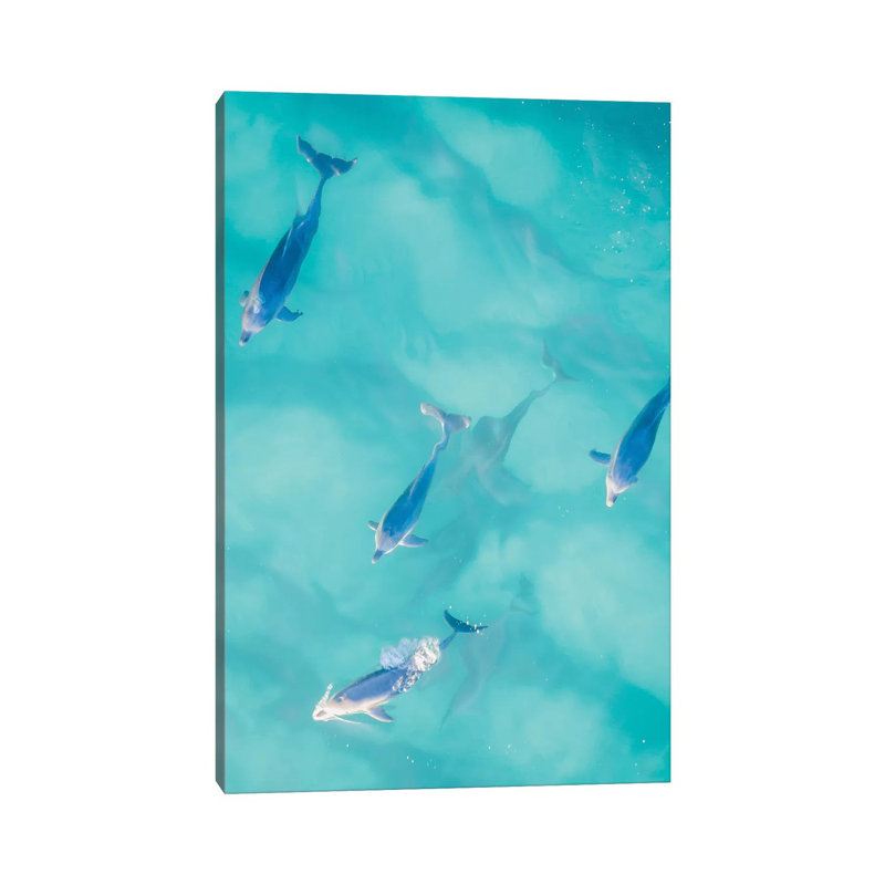 Cruisy Dolphins I by Jaxon Roberts - Wrapped Canvas Print, 101.6cm H x 66.04cm W x 3.81cm D