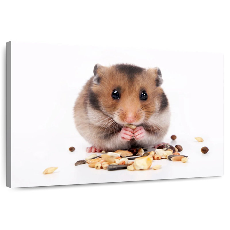 Hamster mangeant des noix et des graines, H 20 po x l 30 po