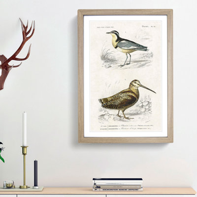 Bird Illustrations PL. 22 by Charles d Orbigny - Framed Print