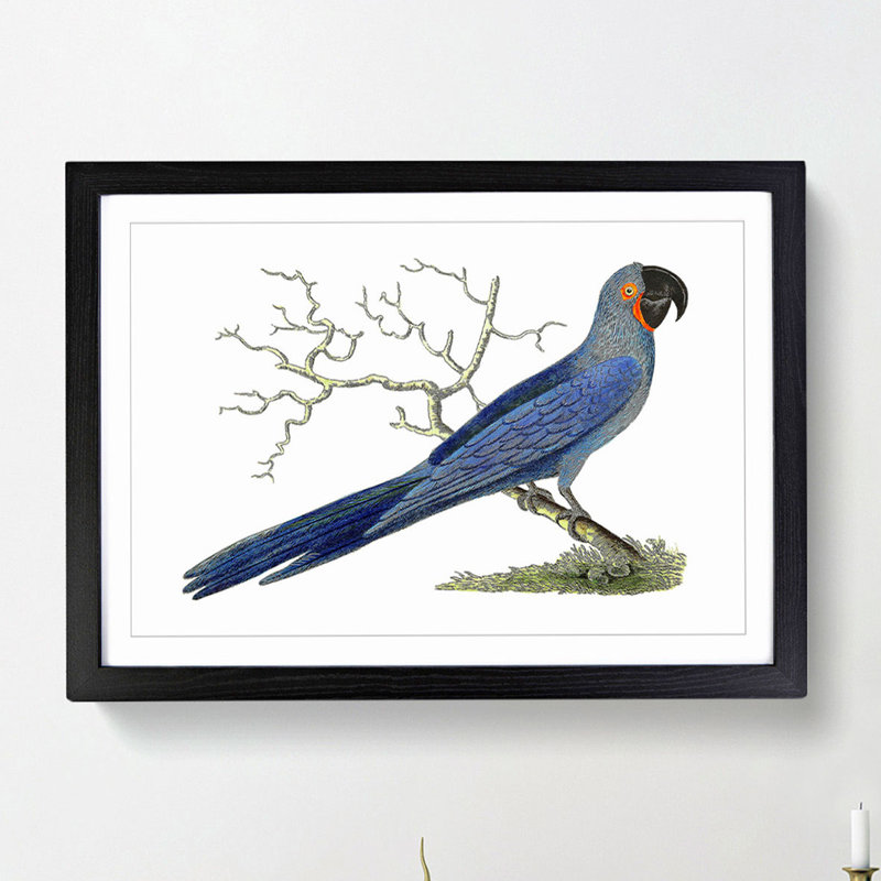 Hyacinthine Macaw by George Shaw - Framed Print, 27cm H x 36cm W x 2cm D, Black Framed