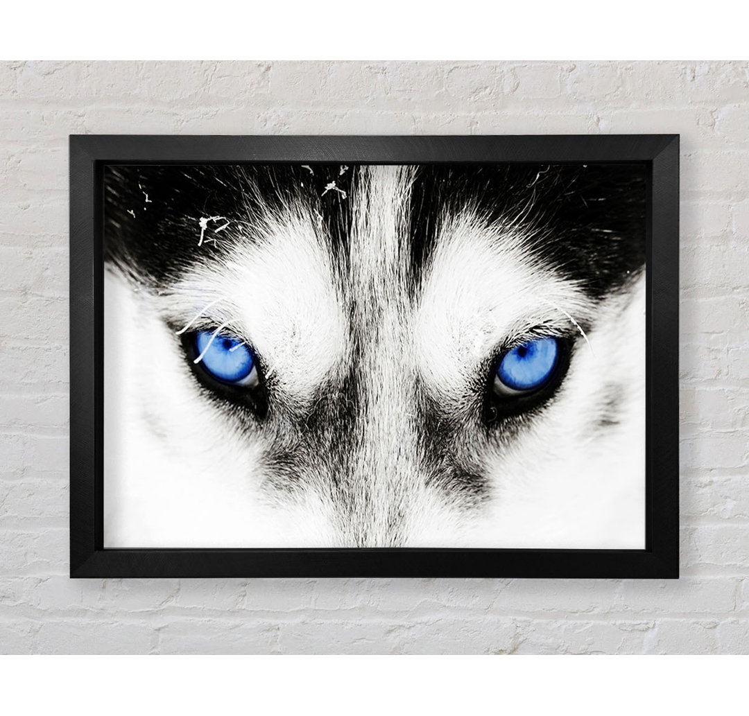 Husky Dog Blues - Einzelner Bilderrahmen Kunstdrucke