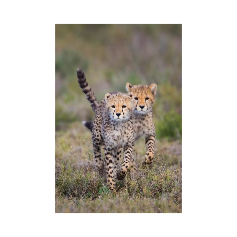 Cheetah Cubs Running Towards Camera, Ngorongoro Conservation Area, Tanzania - Wrapped Canvas Print