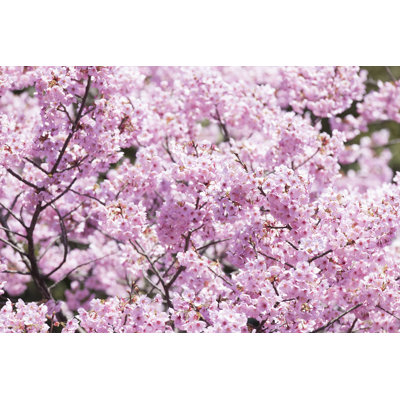 " Cherry Blossom In Spring "