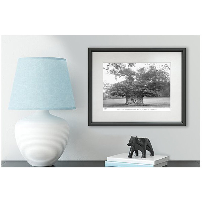 Midhurst, Cowdray Park, Queen Elizabeth's Oak 1921 by Francis Frith - Single Picture Frame Print, 40cm H x 50cm W x 2.3cm D