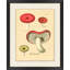 Deco Fungus 1 Print