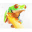 Curieuse grenouille aux yeux rouges - décor de toile de reptile de salon