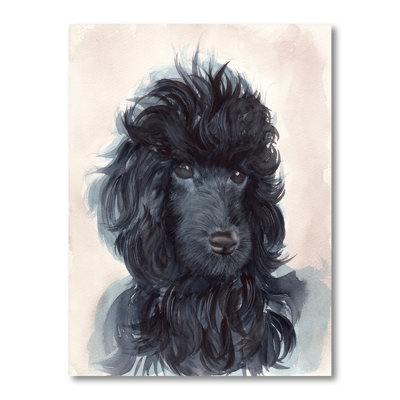 " Portrait Of The Black Poodle Puppy With Curly Coat "