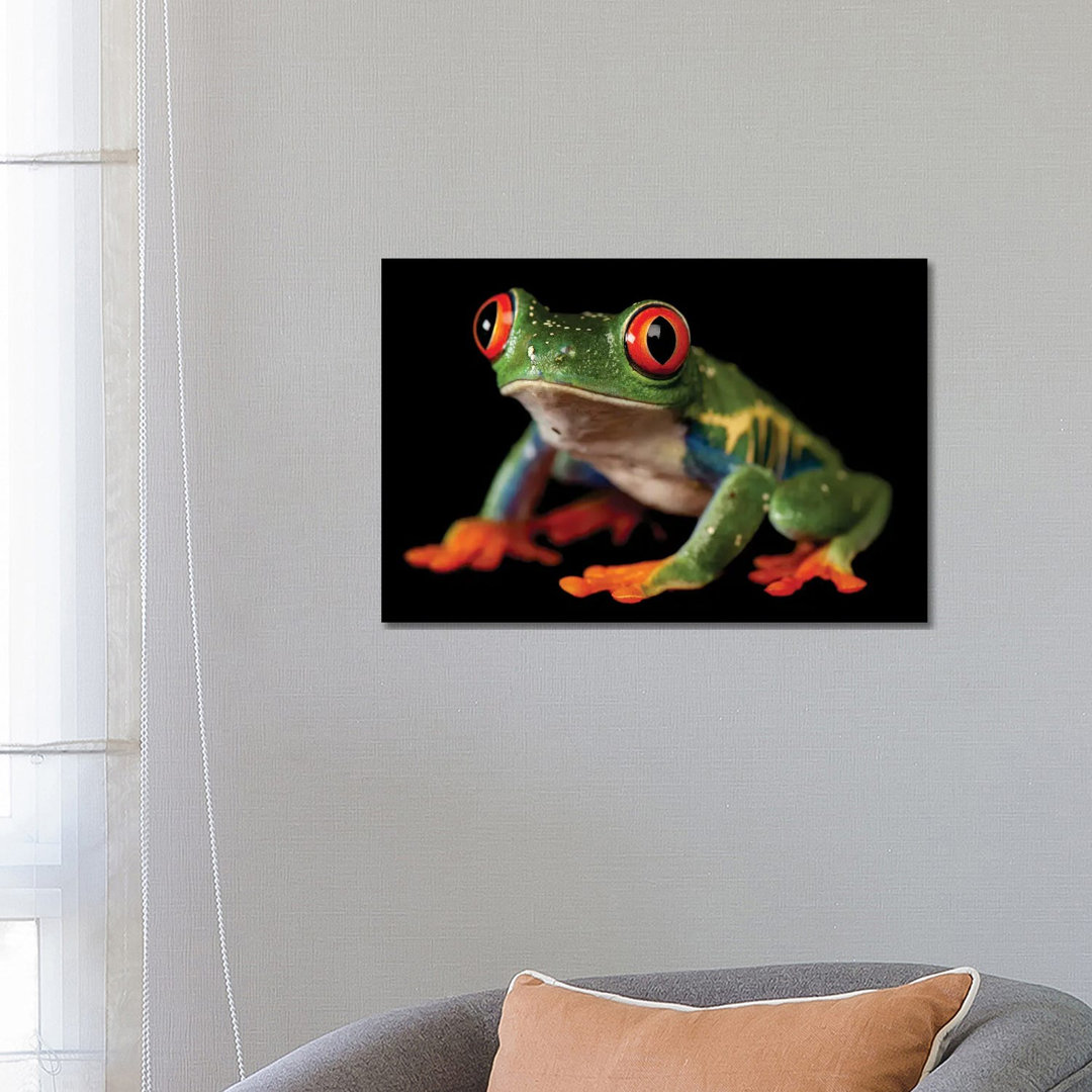 A Red-Eyed Tree Frog At The Sunset Zoo In Manhattan, KS. von Joel Sartore - Gallery-Wrapped Canvas Giclée on Canvas