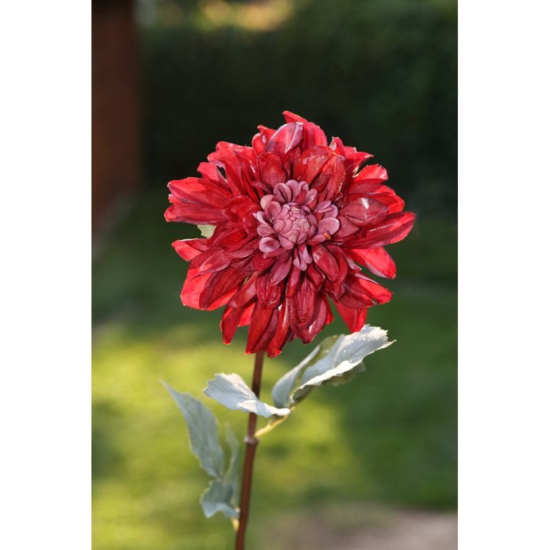 Dahlia, Red