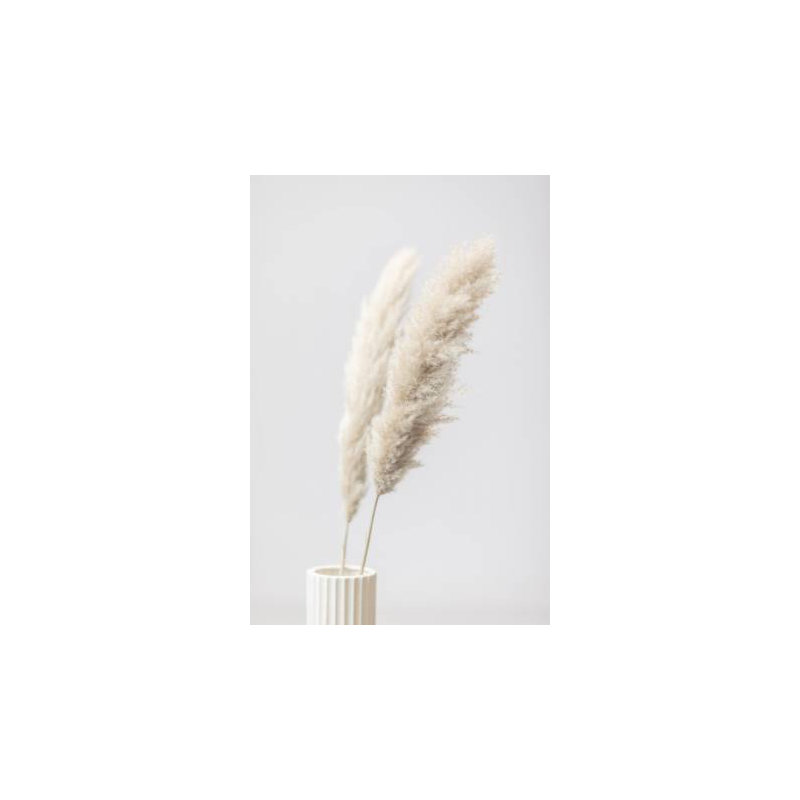 Pampas Grass 11, 60.96cm H x 91.44cm W