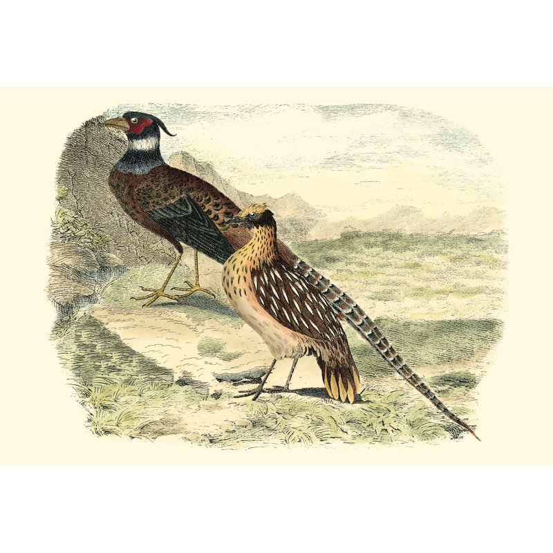 Pheasant Varieties IV by Vision Studio - Wrapped Canvas Painting, 20cm H x 30cm W