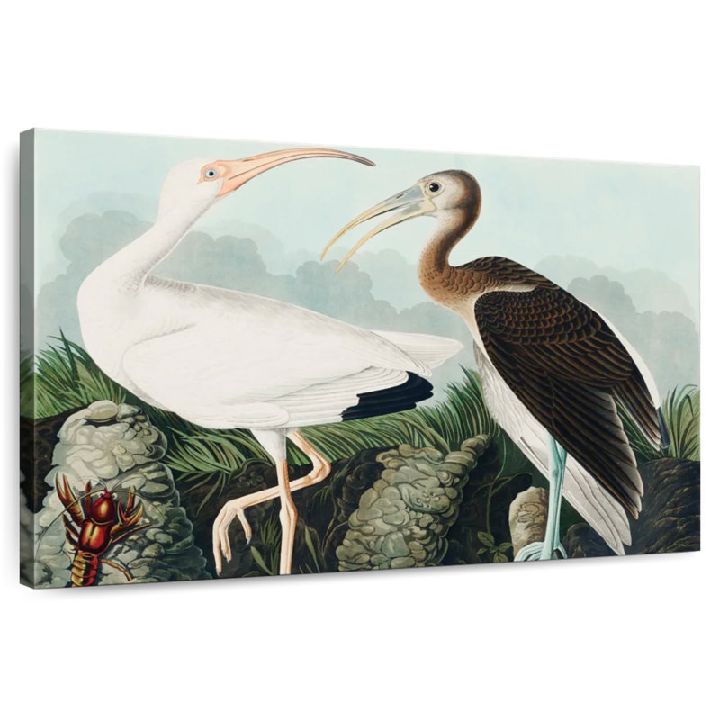 Brampt White Ibis, 16" H x 24" W