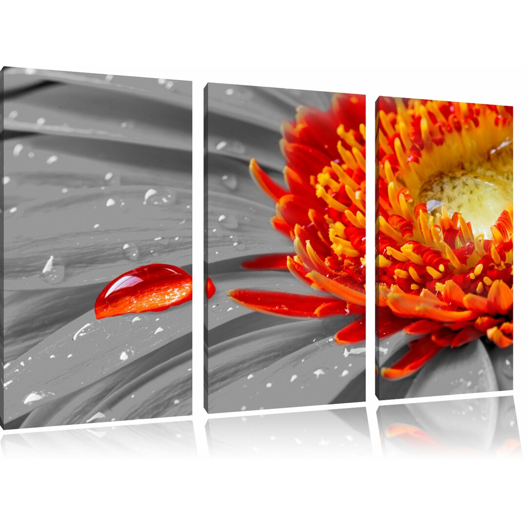 3-tlg. Leinwandbilder-Set „Wassertropfen auf Gerbera“, Fotodruck