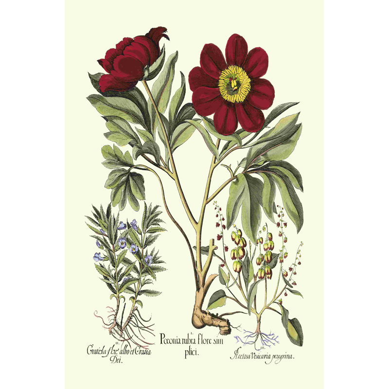 Rouge Peler IV Besler (T) 2854990, H 18 po x l 12 po
